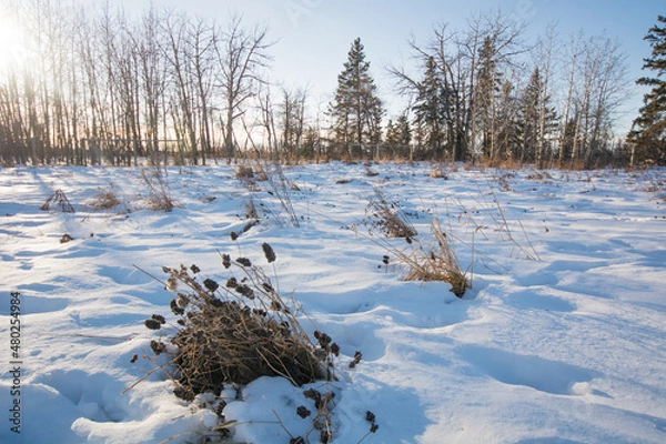 Fototapeta frozen grass in the snow with a winter sunset
