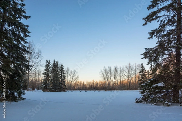 Fototapeta winter landscape with trees and a field