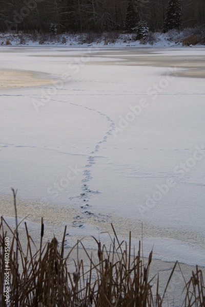 Fototapeta footprints in the snow on a frozen lake