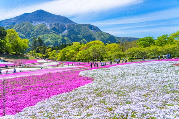 Obraz 日本の春 埼玉県秩父 羊山公園の芝桜と武甲山の風景
