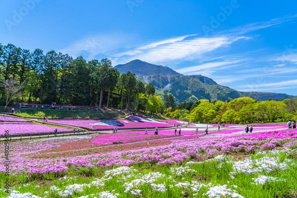 Obraz 日本の春 埼玉県秩父 羊山公園の芝桜と武甲山の風景