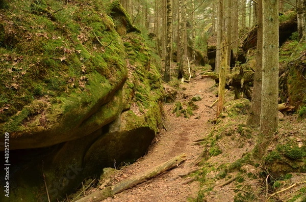 Fototapeta Leśna droga