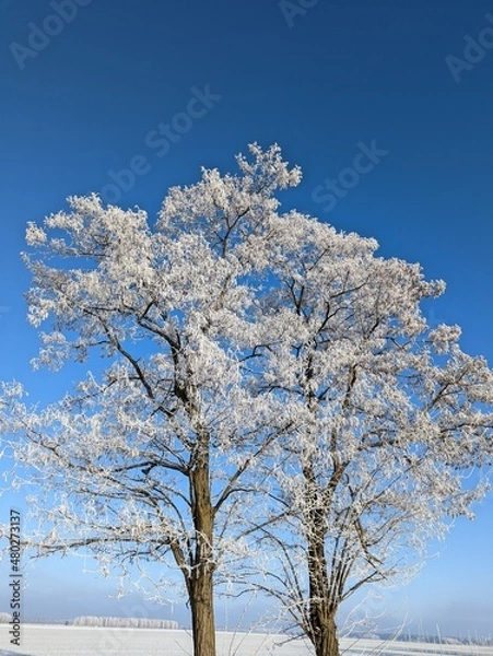 Obraz Samotne drzewo zimą