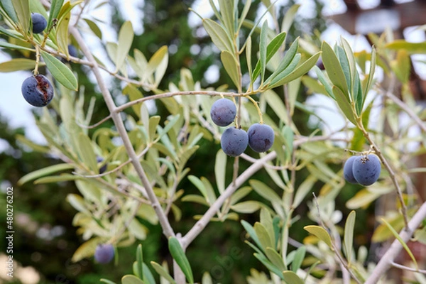 Obraz Black olives ripening