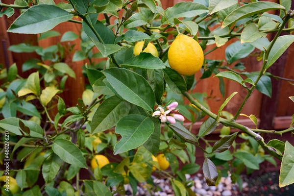 Obraz Lemon ripening on the tree