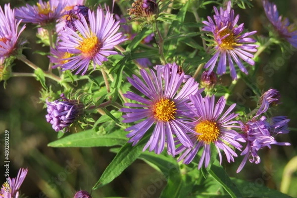 Fototapeta Aster flowers