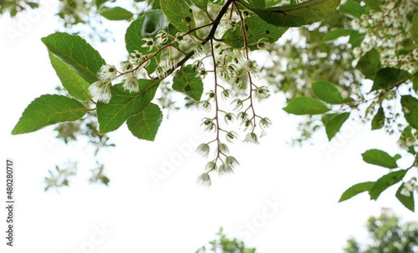 Fototapeta Green Leaves and branches in waving and moving in natural breeze