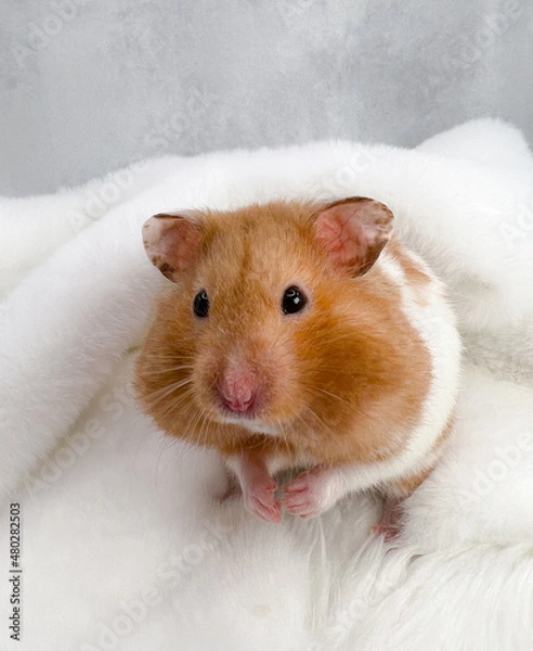 Fototapeta Cute Syrian hamster with full cheek pouches on a soft blanket