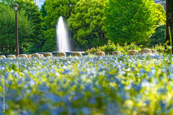 Obraz 日本の春 東京千代田区日比谷公園 早朝の朝日に照らされたネモフィラ