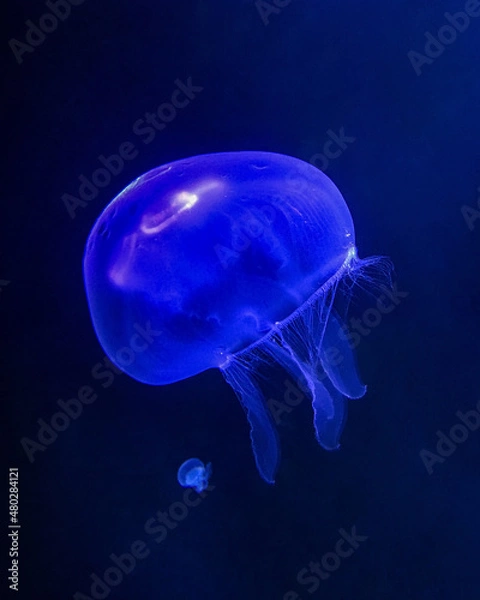 Fototapeta Blue jellyfish close-up in dark aquarium