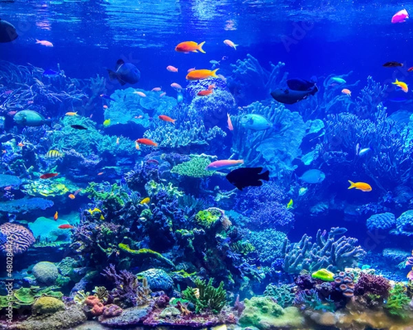 Obraz School of fish swimming in a large aquarium