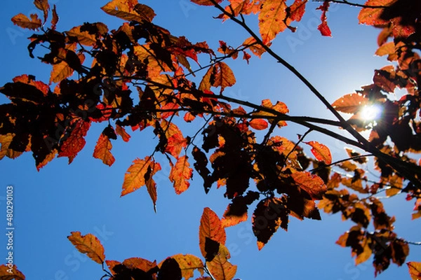 Fototapeta silhouette of fall leaves in the sun