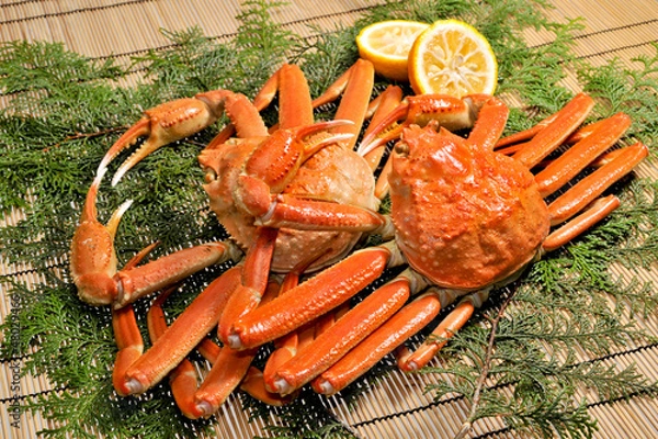 Obraz ずわい蟹