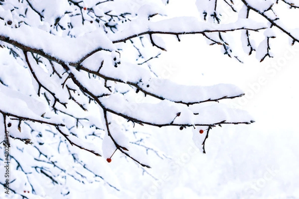 Fototapeta Snow Covered Tree Branch With Red Berries