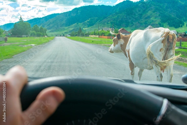 Fototapeta a view from the car of a horned cow walking on an asphalt road