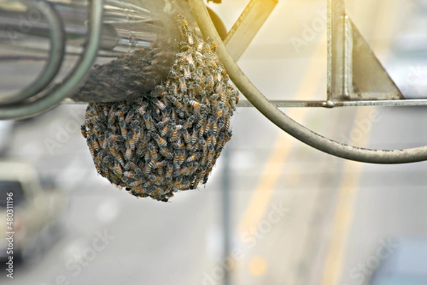 Obraz Wasp nest on speed camera car.