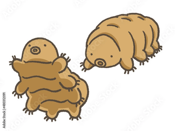 Fototapeta クマムシ