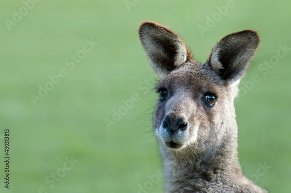 Obraz Kangaroo, Australia, Macropod