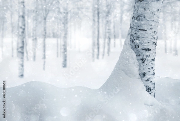 Obraz Winter background. Winter landscape with snowy birch trees in the park. Snow covered birch grove.