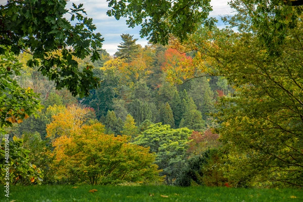 Obraz autumn in the forest