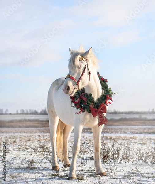 Fototapeta Isabella pony stands in a field with a New Year's wreath around her neck against the backdrop of a bright winter sky
