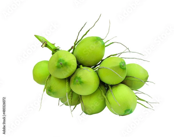 Fototapeta Bunch of green young coconut fruit isolated on white background with clipping path..