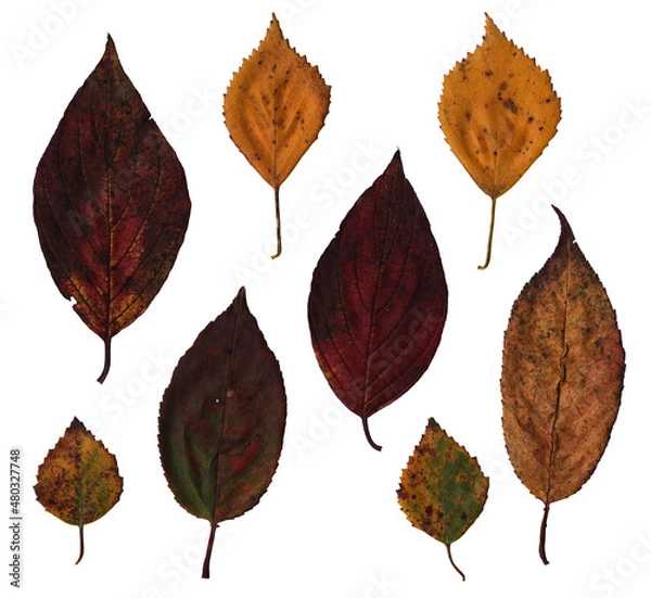 Fototapeta A set of scanned birch and linden leaves. The veins and texture of wildlife are visible. Decorative elements to create an autumn mood. 