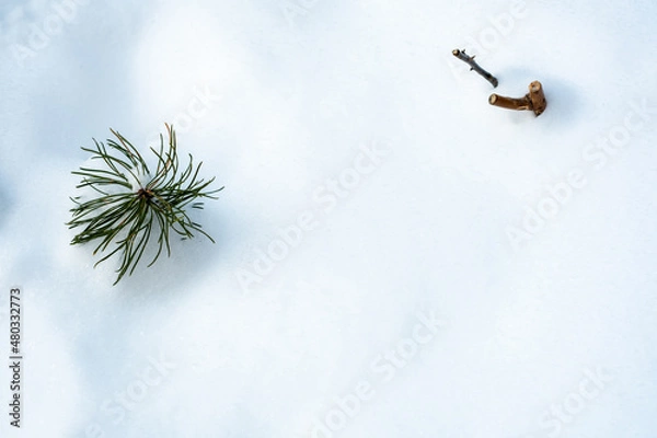 Obraz pine branch with snow