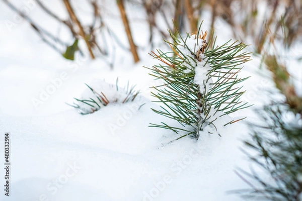 Obraz snow covered fir tree