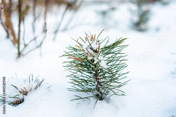 Obraz snow covered pine needles