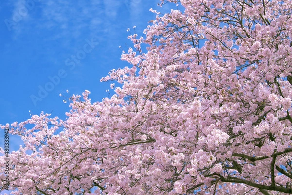 Obraz 春空に咲き誇る満開の桜