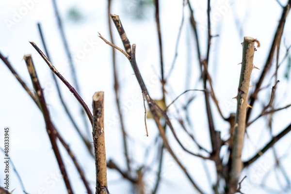 Obraz branches in winter