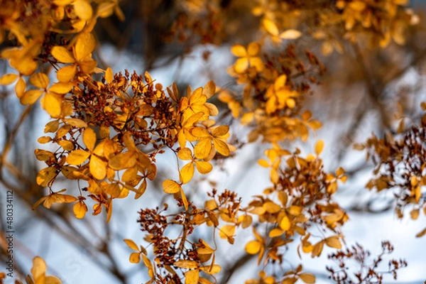 Obraz autumn leaves on the tree