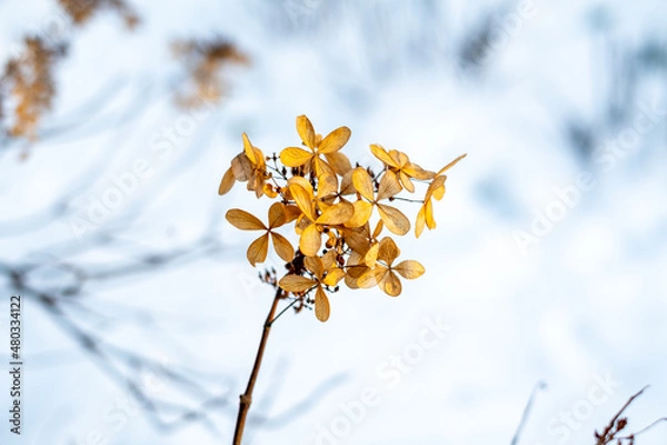 Obraz yellow flowers on the snow