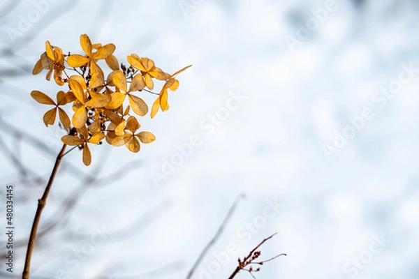 Obraz bright leaves in winter