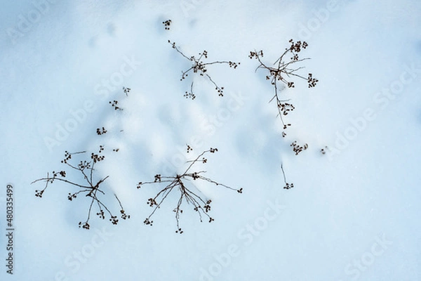 Obraz tree branches in snow in winter