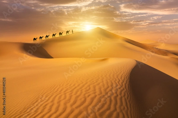 Obraz Camel caravan in the desert on a sand dune at sunset