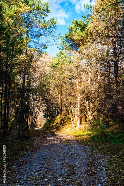 Fototapeta Sunlit autumn path in the forest