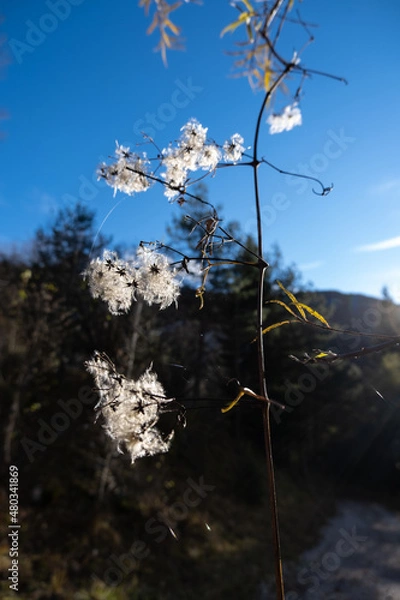 Fototapeta Soft fluffy white flowers on a clematis vitalba tree branch