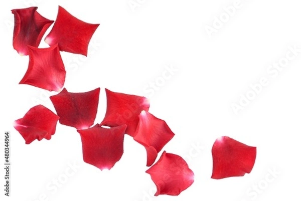 Obraz Rose petals on a white background