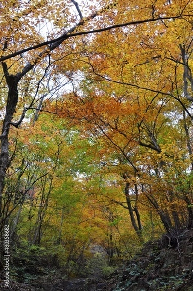 Obraz 吾妻の紅葉