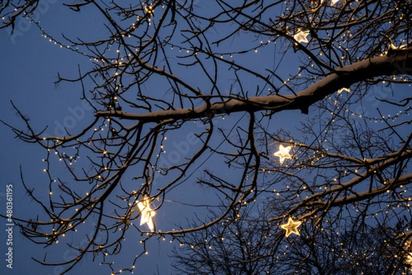 Obraz luminous stars on tree branches
