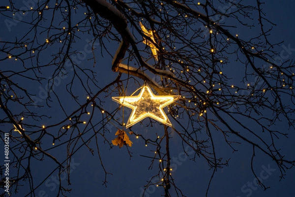 Obraz luminous star on tree branches in the night