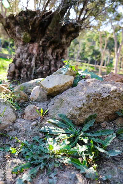 Obraz A small tree with a very wide trunk, with some stones and bushes at its base