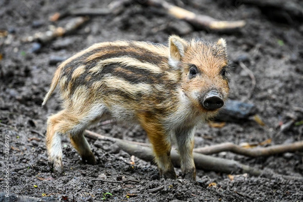 Fototapeta Cute boar piglet wallows in the mud in the forest