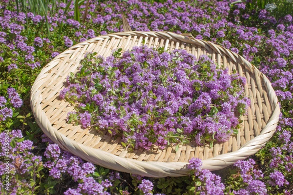 Obraz クリーピングタイム