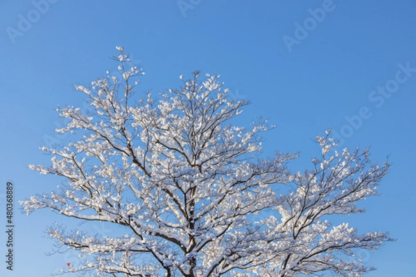 Fototapeta 雪が降り積もった木と綺麗な青空