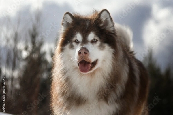 Obraz alaskan malamute dog