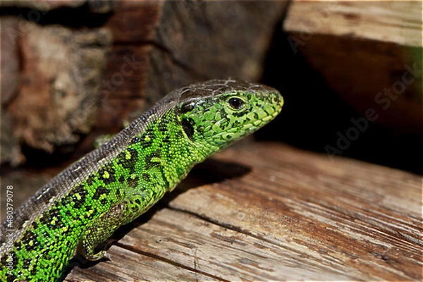 Obraz Sand lizard Lacerta agilis