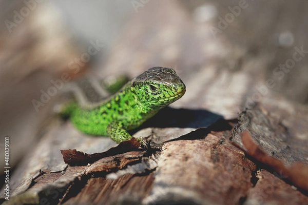 Obraz Sand lizard Lacerta agilis
